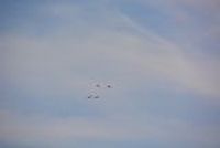 20130726_082244_Flug_Patrouille_Suisse_Fantag_WangenLachen_Display1.JPG