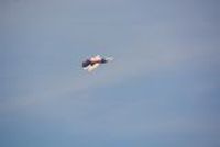 20130726_083020_Flug_Patrouille_Suisse_Fantag_WangenLachen_Display.JPG