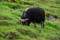 20130806_115823_Reise_Faeroerer_Inseln.JPG