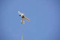 20130817_135221_Modellflug_Flugtag_Flugshow_MGFH_Walchwies_Fehraltorf.JPG