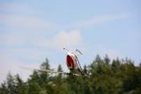 20130818_104945_Modellflug_Flugtag_Flugshow_MGFH_Walchwies_Fehraltorf.JPG